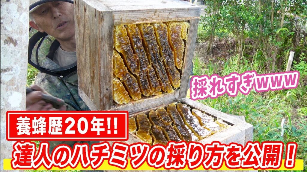 ニホンミツバチ養蜂歴20年！達人のハチミツの採り方