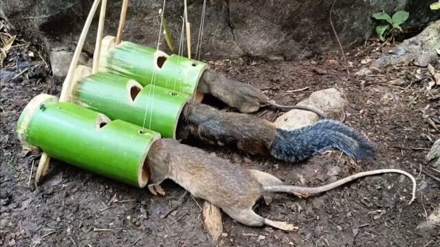 【閲覧注意】見事な刃さばきで、竹細工？竹で食用ネズミのトラップを作る